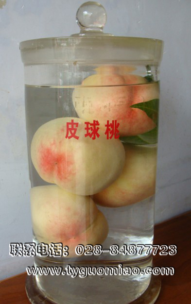 皮球桃標本