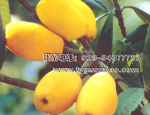 特早一號（又名春節一號）