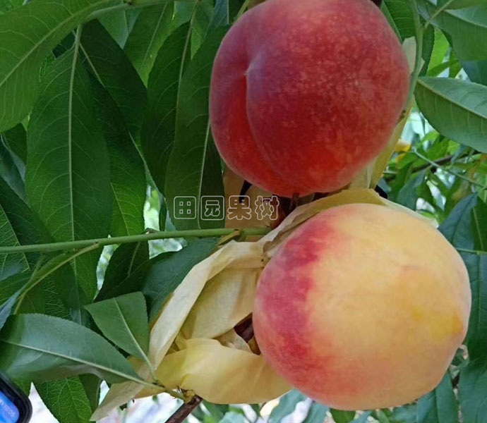 早黃玉黃桃
