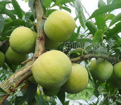  玉帶李（又名晚熟蜂糖李） 