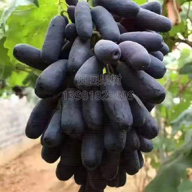 甜蜜藍寶石葡萄